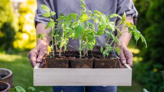 Tomato plant seedlings being held in a tray
