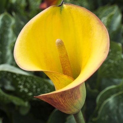 A yellow calla lily
