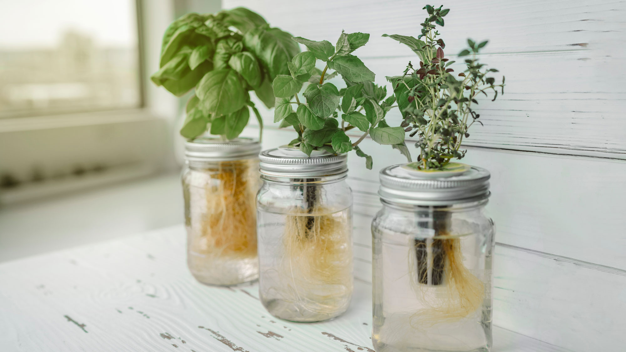 plants growing in hydroponics jars in kitchen