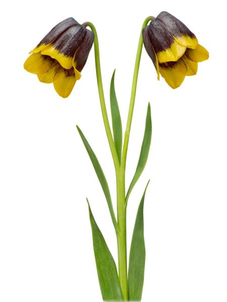 Fritillaria Michailovskyi Flowers