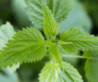 Stinging nettle close up with green foliage