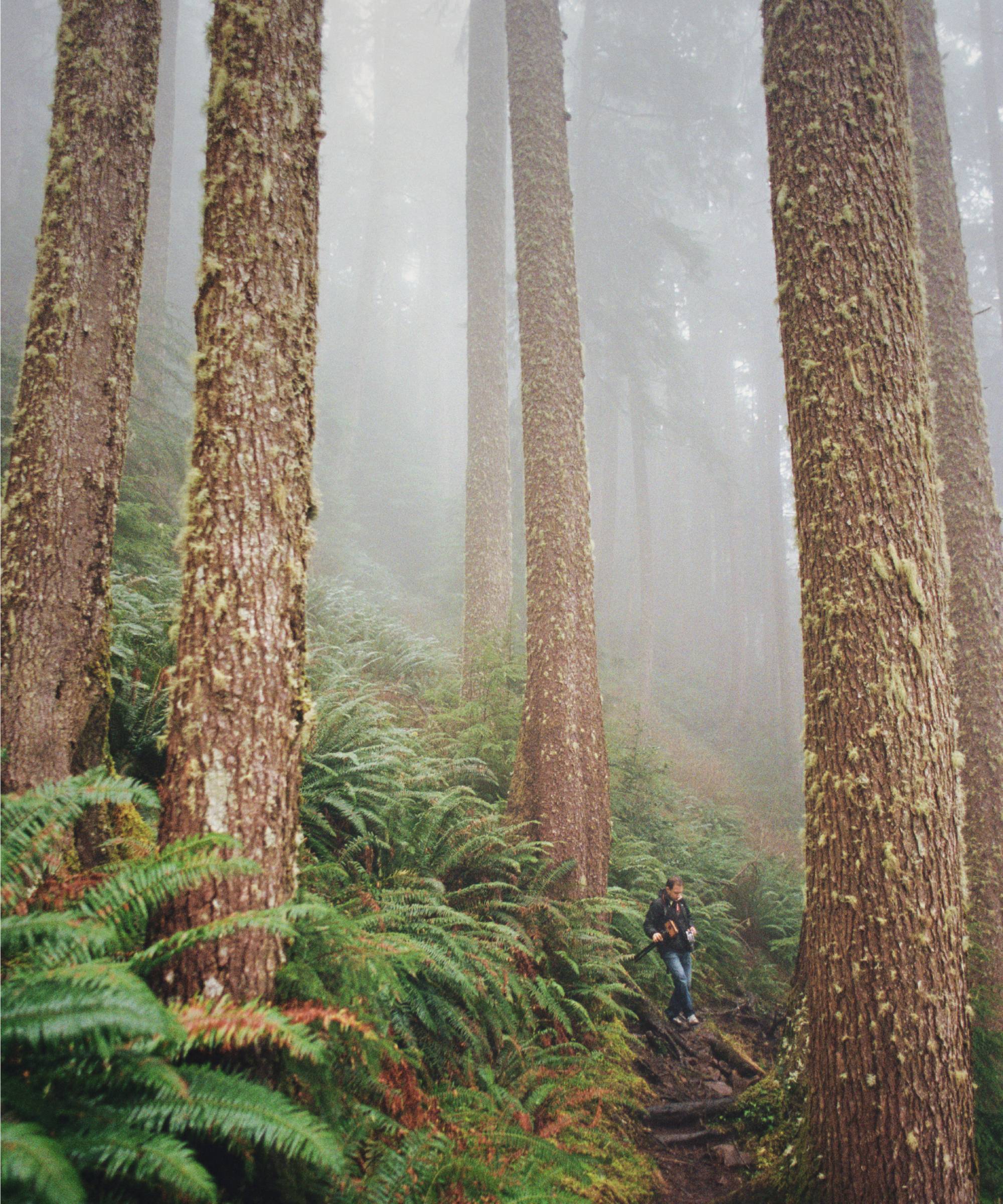 Man hiking in pacific northwest amongst enormous trees
