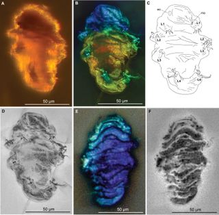 Multiple views of the tardigrade fossil.