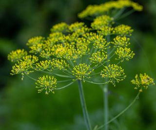 dill flower