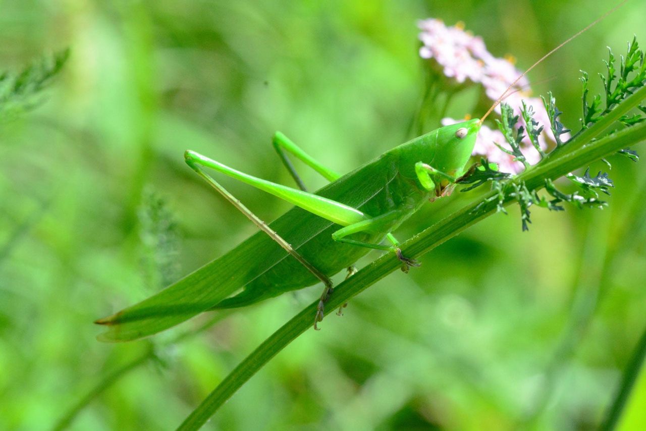 Green Grasshopper On Plant