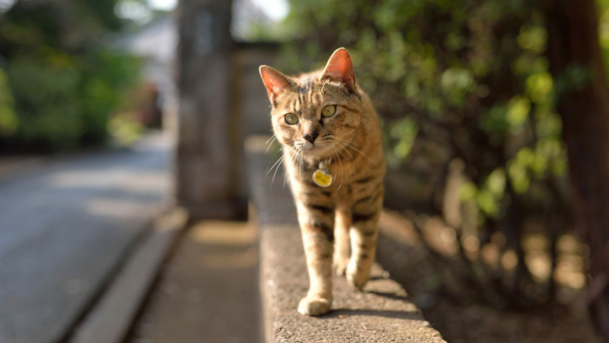 Six reasons why cats run away from home PetsRadar