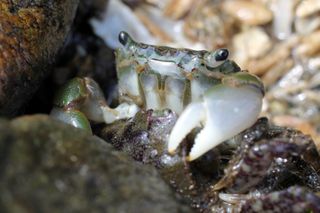 Researchers found that shore crabs (Hemigrapsus oregonensis) exposed to the drug marketed as Prozac were taking more risks and fighting with other crabs more.