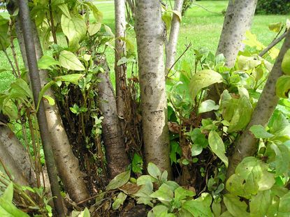 Witches' Broom In Lilac Plant Bunch