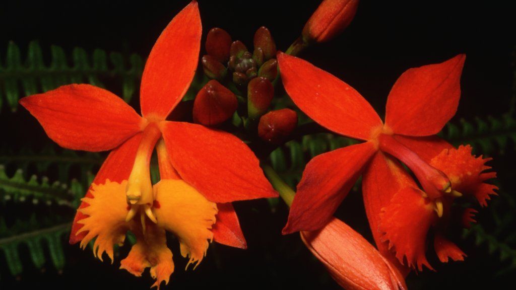 Bright orange reed orchid flowers