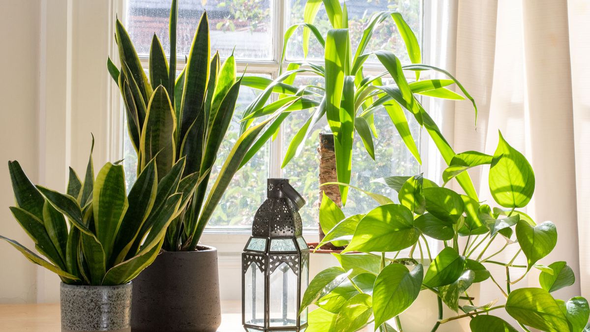 'These indoor plants will thrive in direct sunlight' – 7 top choices for sunny spots in your home