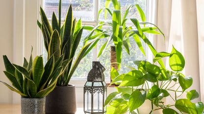 houseplants on windowsill including snake plant and yucca