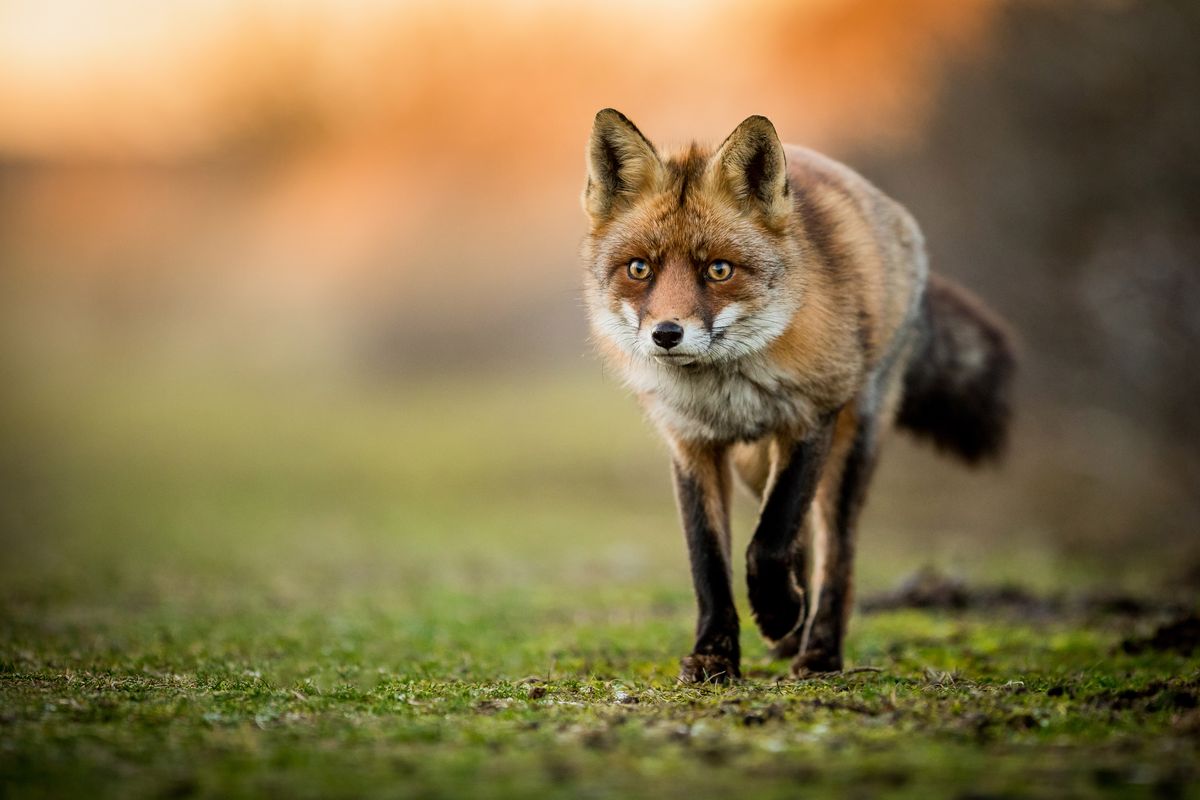 Wildlife