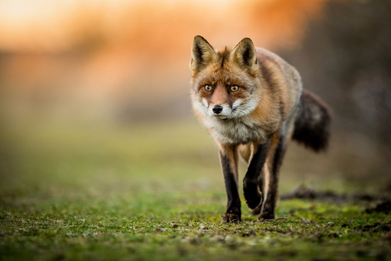 Wildlife