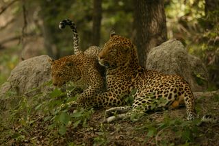 National Geographic's Unlikely Leopard