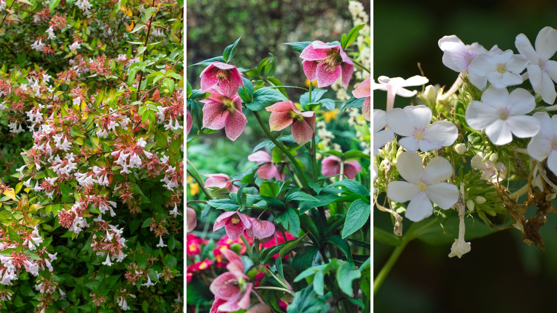 composite of abelias, hellebore, phlox david