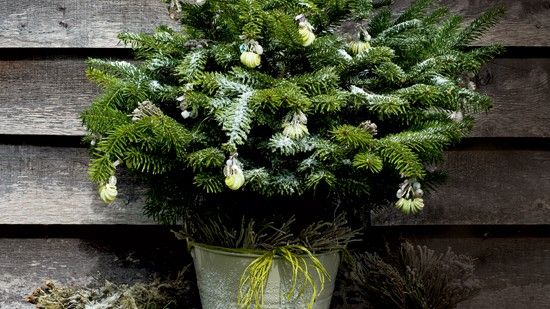 christmas decoration plant