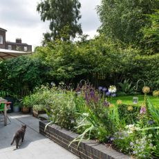 Cat walking across tiled patio towards the raised flower bed and lawn. The garden of a semi detached period house in Islington, North London, home of Adam and Irenie Cossey and three children.