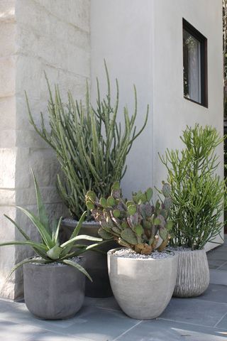 charcoal and white colored pots on a patio with cacti planted