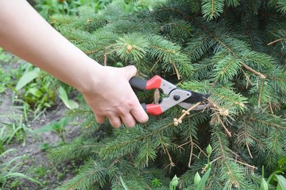 Pruning Of A Dwarf Spruce Tree