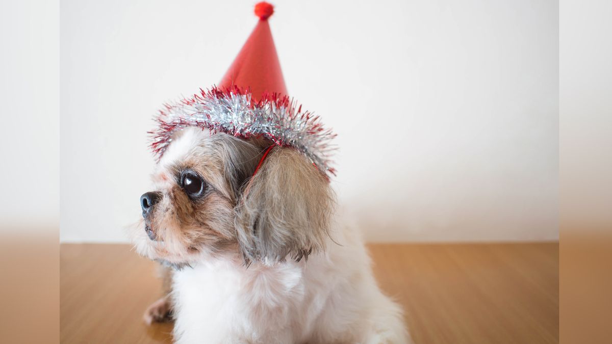 Lonely Shih tzu dog with red party hat waiting for owner.