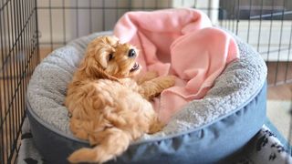 Puppy in dog bed inside crate