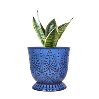 A blue ceramic planter with beaded detailing and a leafy plant inside it