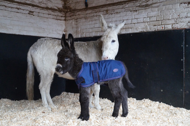 redwingshorsesanctuary_44132670937.jpg