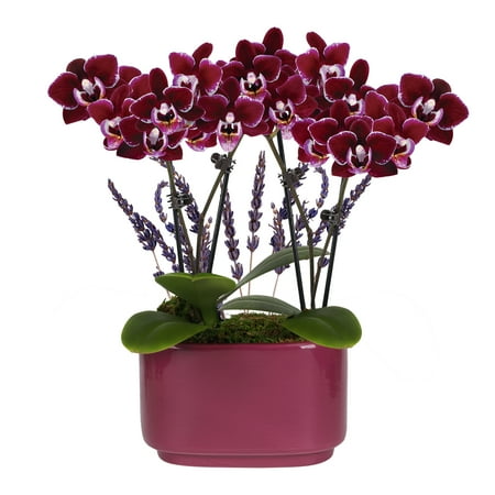 4in Mini Dark Purple Orchid Planter With Lavender &amp;ndash; Purple Jan Pot