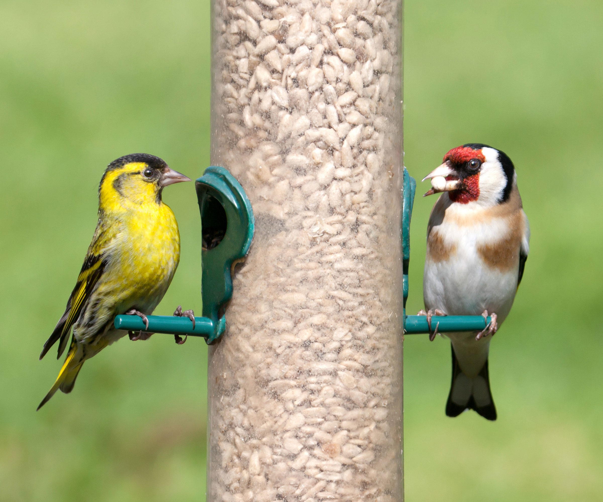 siskin and goldfinch sitting on seed bird feeder