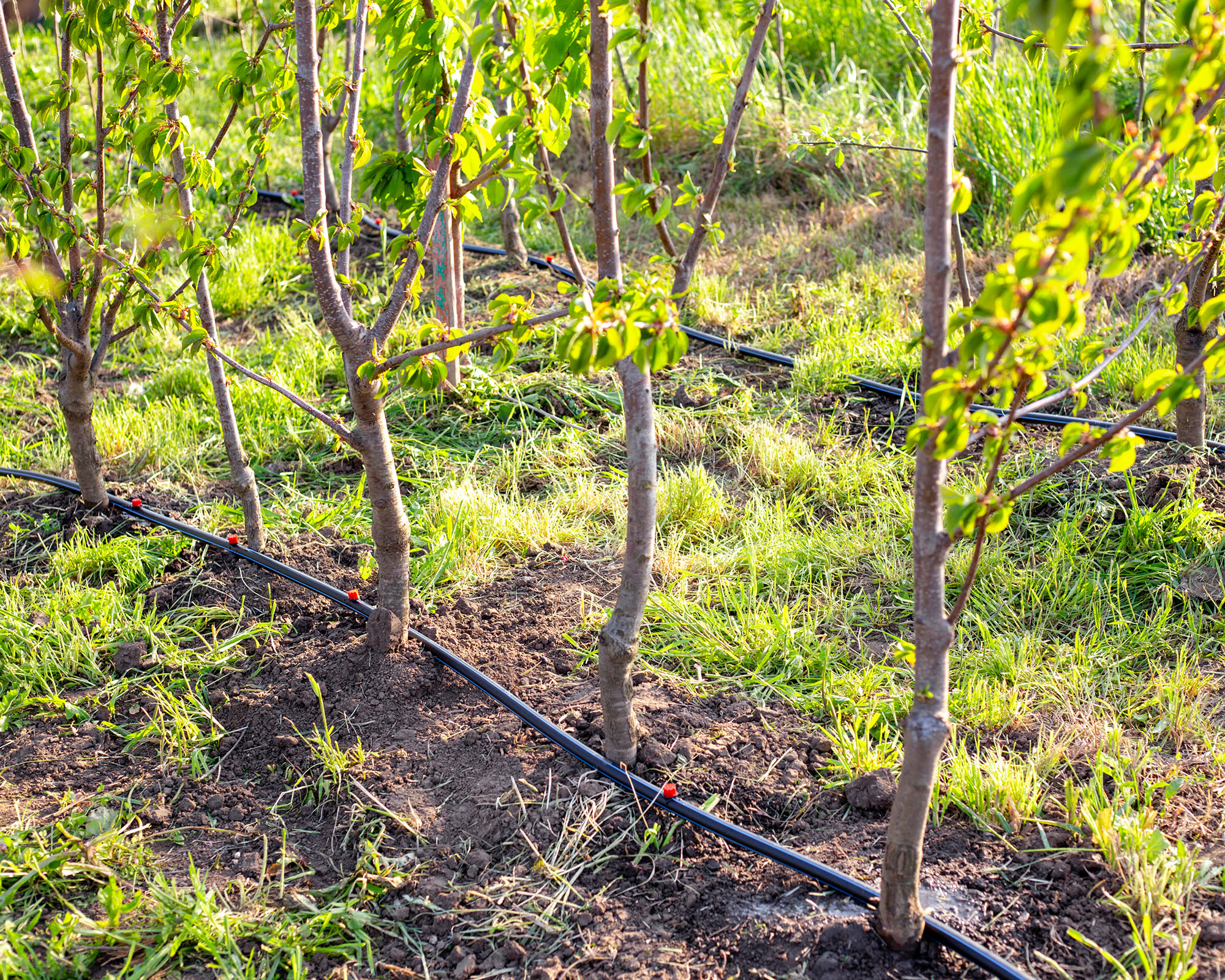 Fruit Trees in a garden nursery in rows with drip irrigation pipes