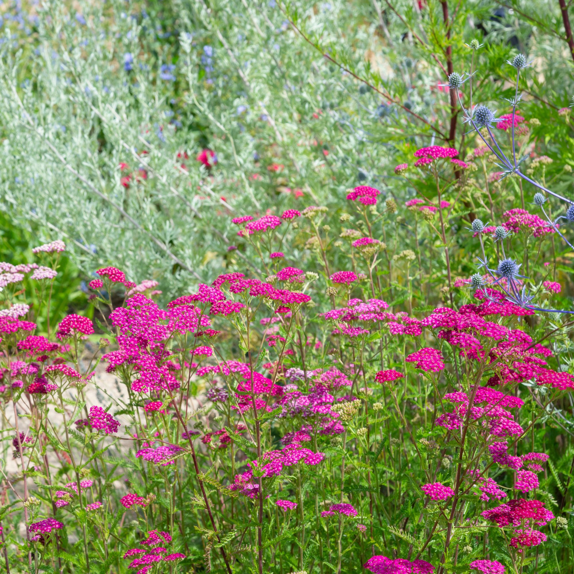 Achillea plant in garden border