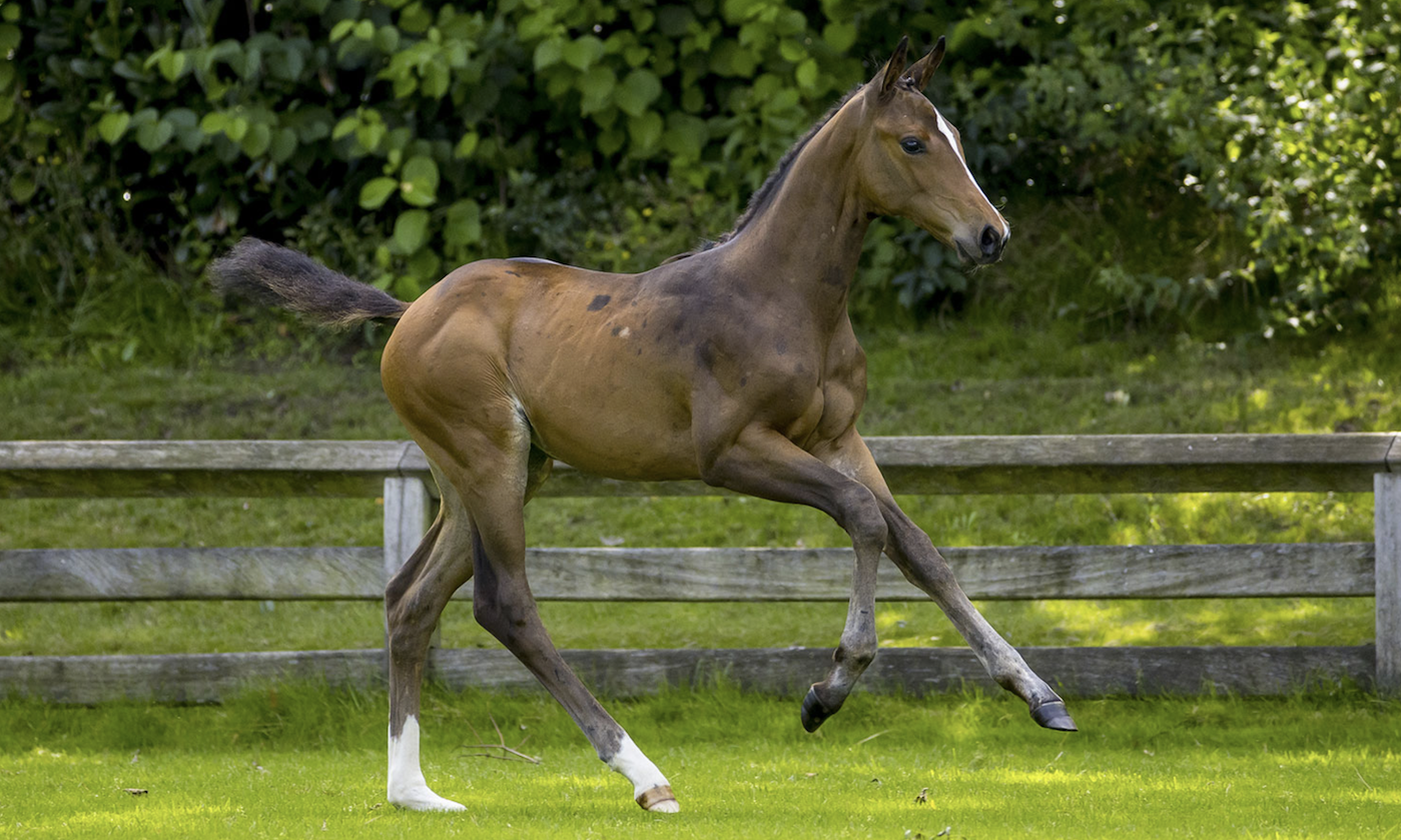 foal.png