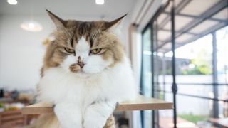 Cat sitting on tower