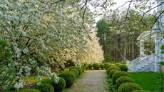 Spring blossom with green topiary in a large New England garden