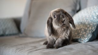 Rabbit on couch