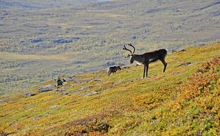 Reindeer in natural environment in northern Scandinavia.