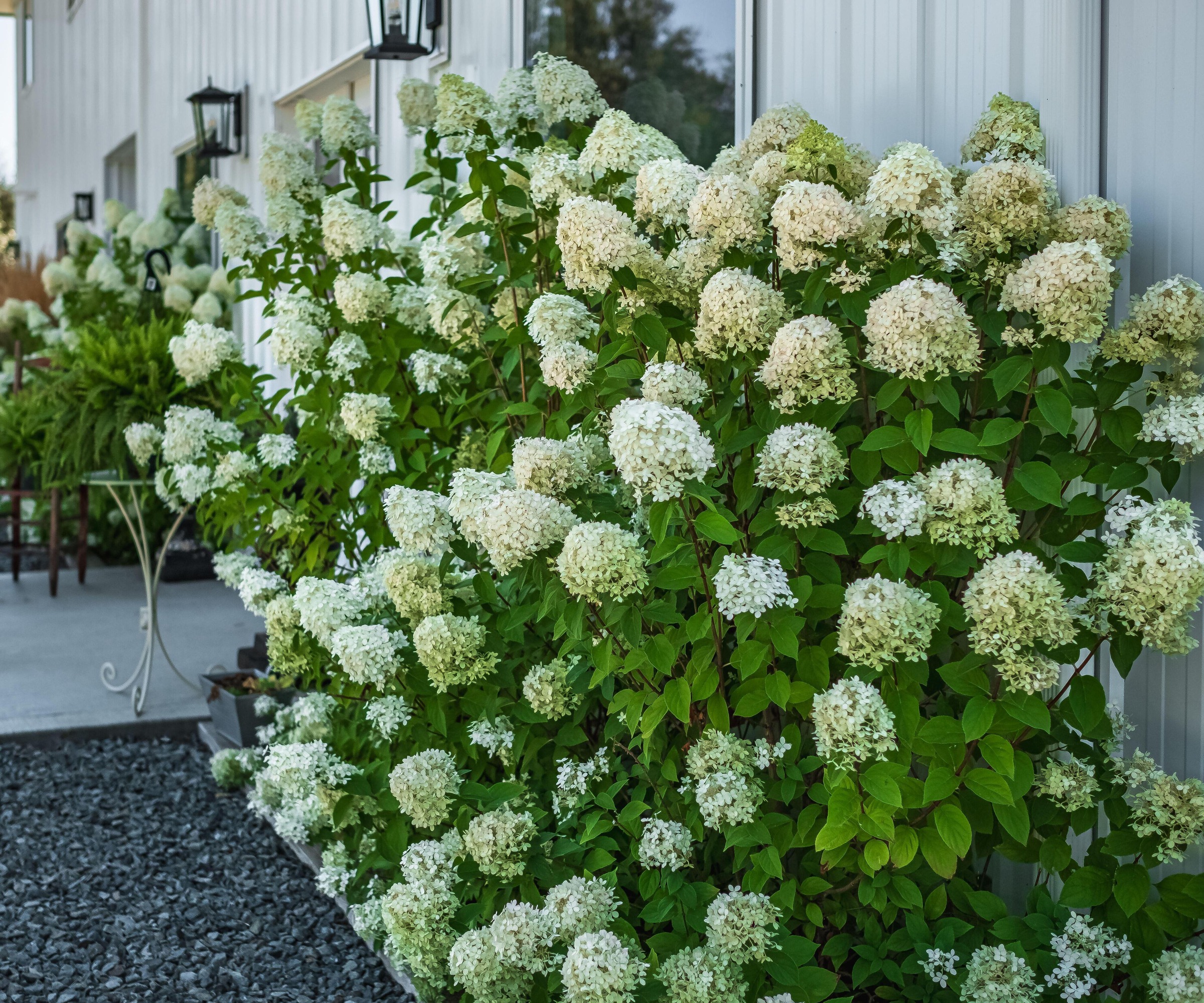 white Hydrangea Paniculata Bobo in a backyard