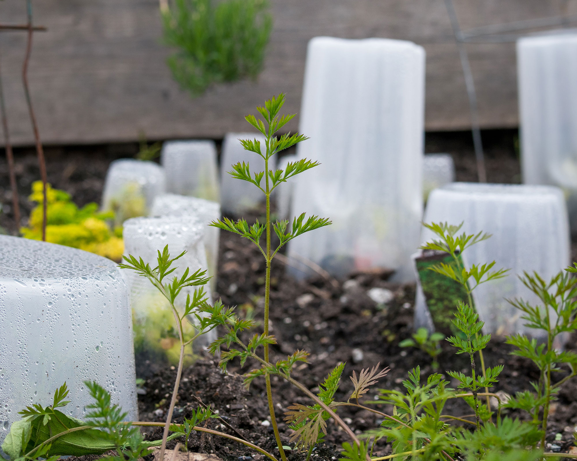 small plants covered with plastic cloches