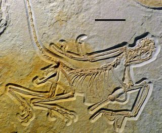 This may be the oldest known specimen of <i>Archaeopteryx</i>.