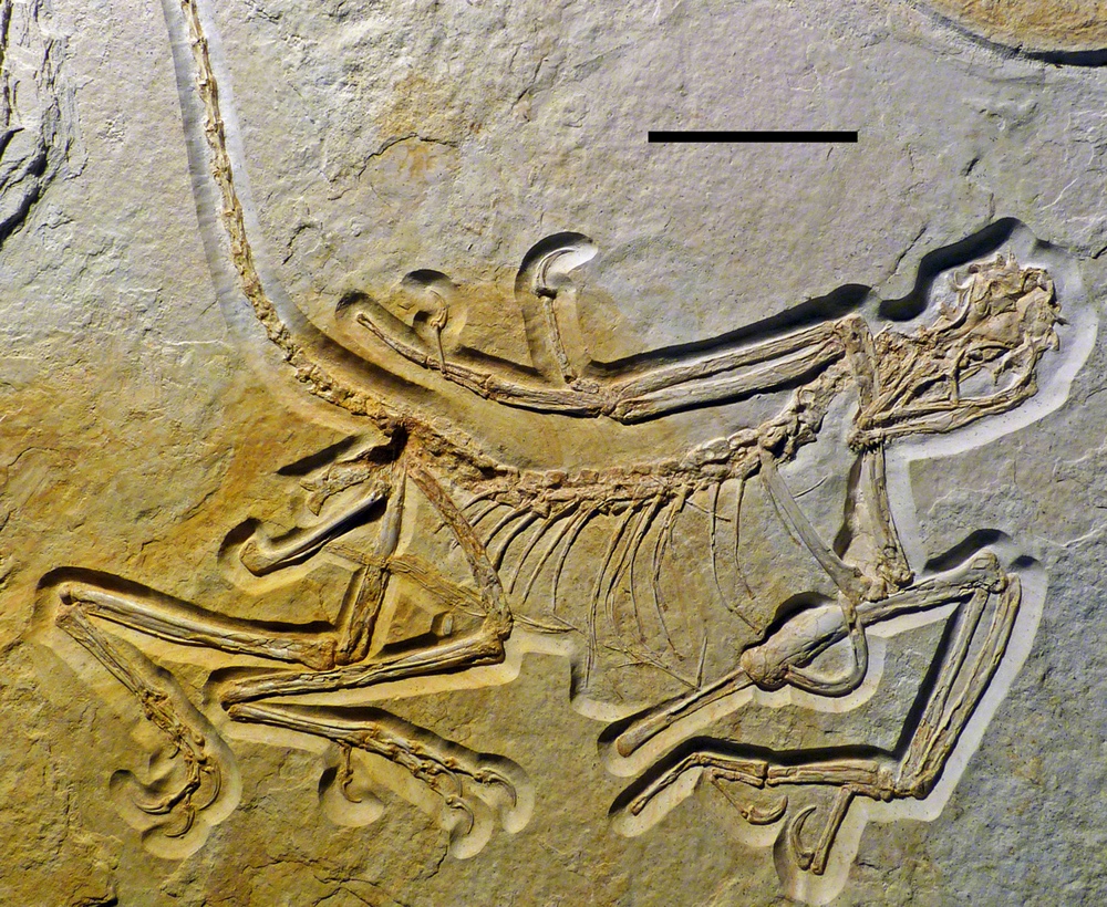 Oldest fossils