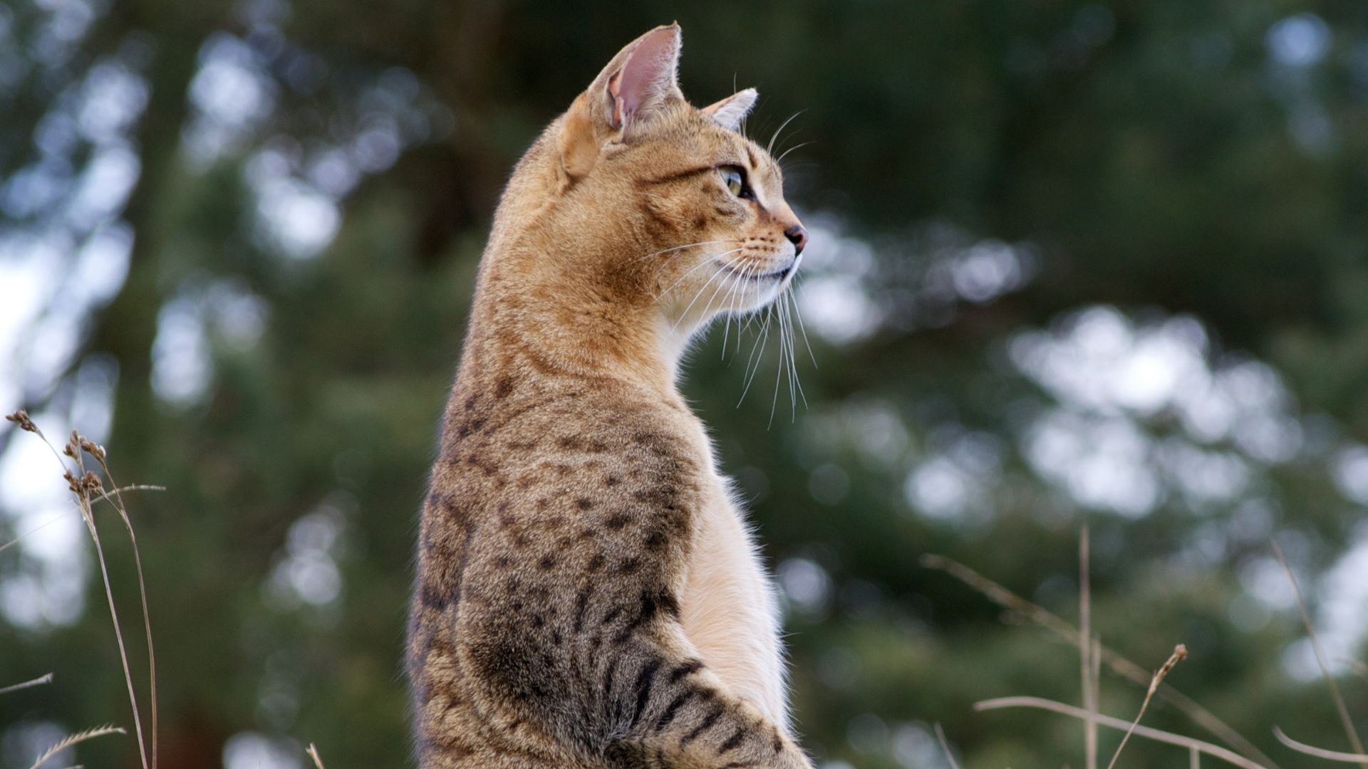 Egyptian Mau standing up on its hind legs outside