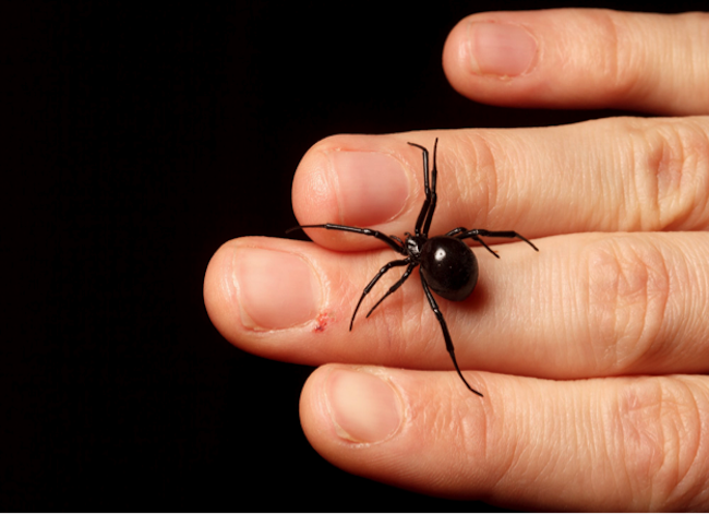 Black Widows' Bad Rap: 4 Myths About the Spider