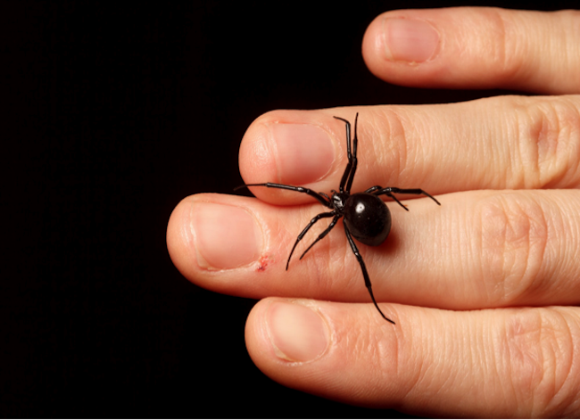 Black widow spider bite: Causes, appearance, symptoms, and treatment