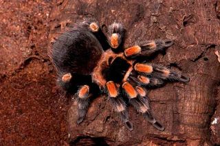 This stunning tarantula is called Mexican red knee (Brachypelma smithi). It lives mainly on the Pacific coast of Mexico, resides in burrows, hurrying out to prey on insects, small frogs, lizards, and mice.
