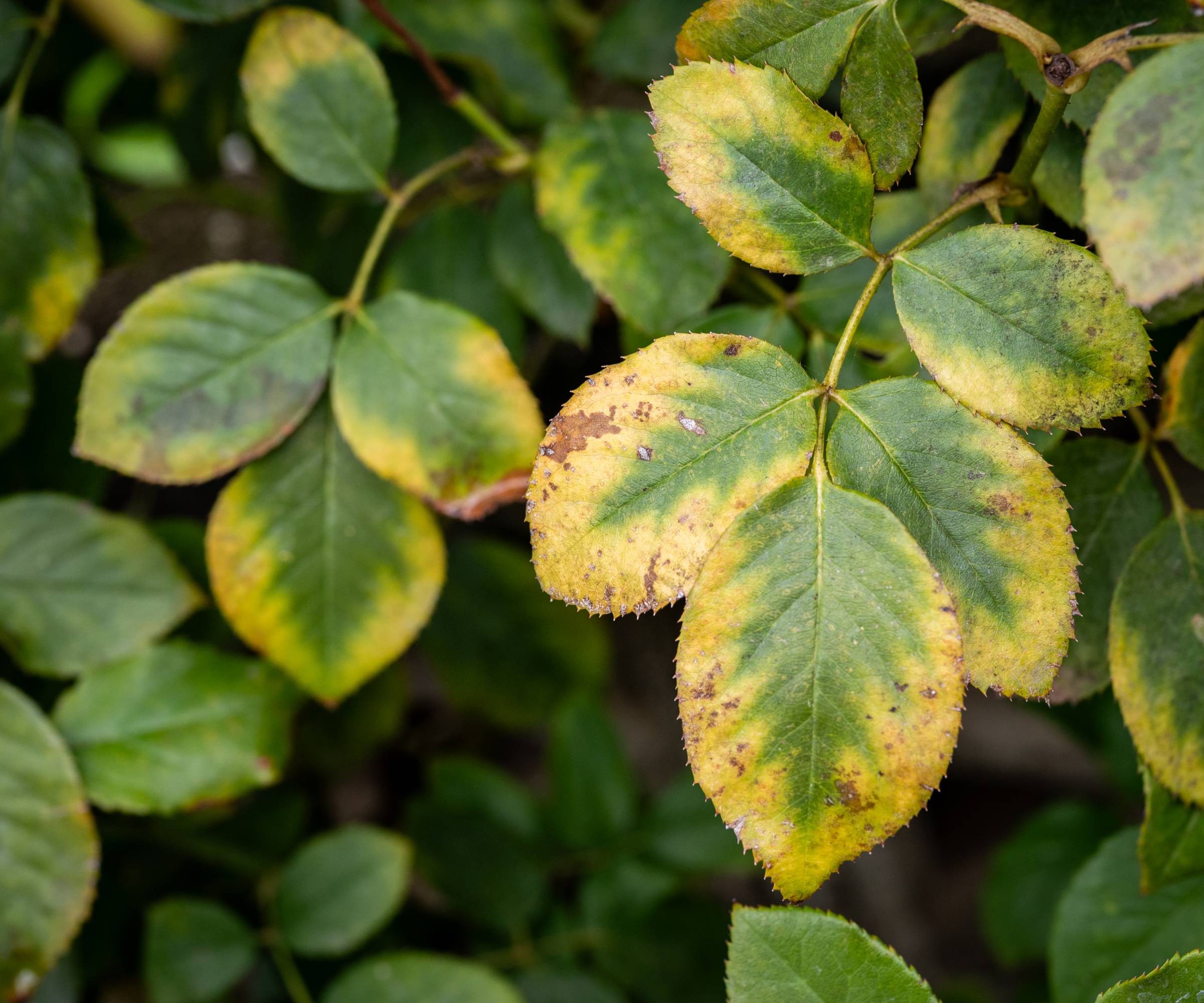 Yellow leaves on roses caused by black spot