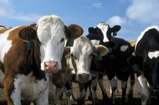 Rising corn prices have led a Kentucky farmer to switch corn for candy in his cows' diets.