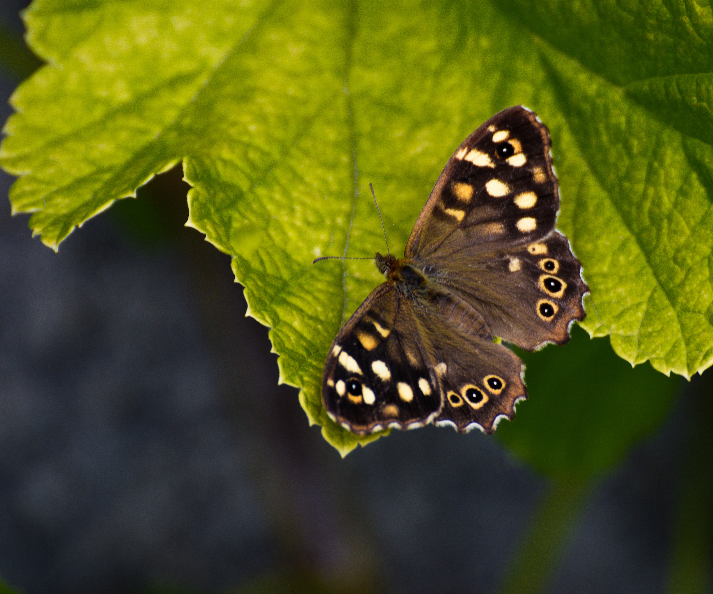 Speckled wood butterfly on leaf