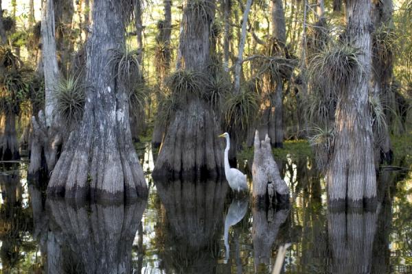flor-ever-egret