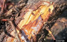 Armillaria root rots