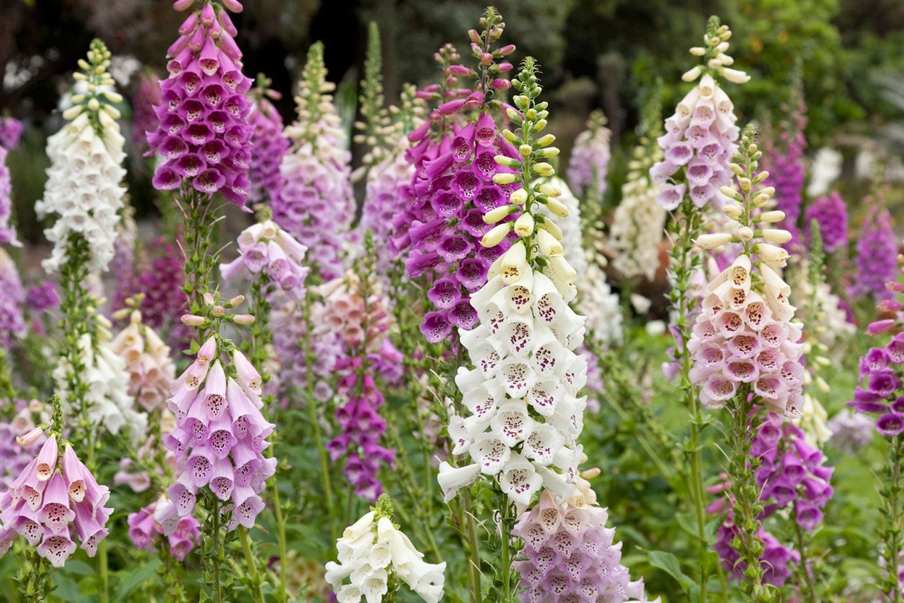 Tall Flowering Plants In All Shades Of Purple